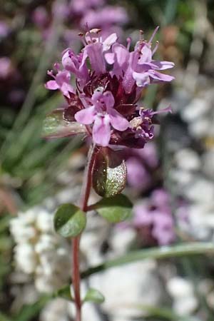 Thymus polytrichus \ Gebirgs-Thymian / Wild Thyme, A Admont 5.7.2024