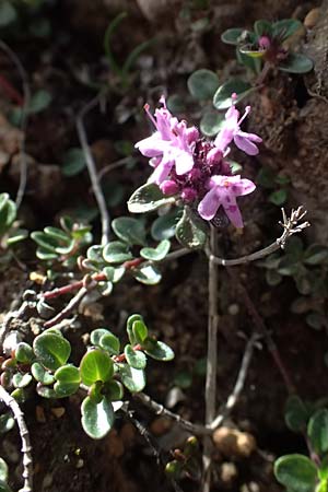 Thymus polytrichus \ Gebirgs-Thymian / Wild Thyme, A Admont 5.7.2024