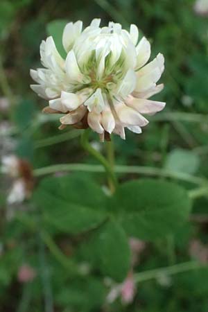 Trifolium hybridum \ Schweden-Klee / Alsike Clover, A Admont 7.7.2024