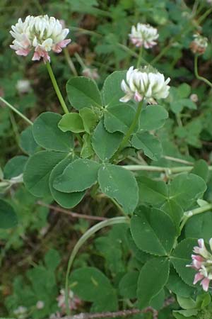 Trifolium hybridum \ Schweden-Klee / Alsike Clover, A Admont 7.7.2024
