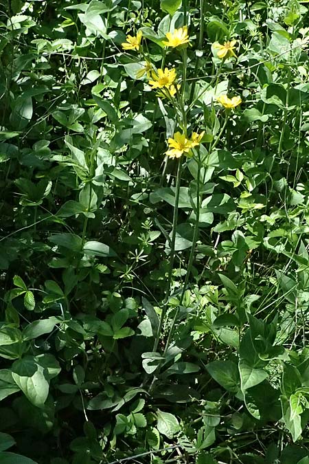 Tephroseris helenitis subsp. helenitis \ Spatelblttriges Greiskraut, Alant-Greiskraut / Helen's Ragwort, A Hainburg 10.5.2025