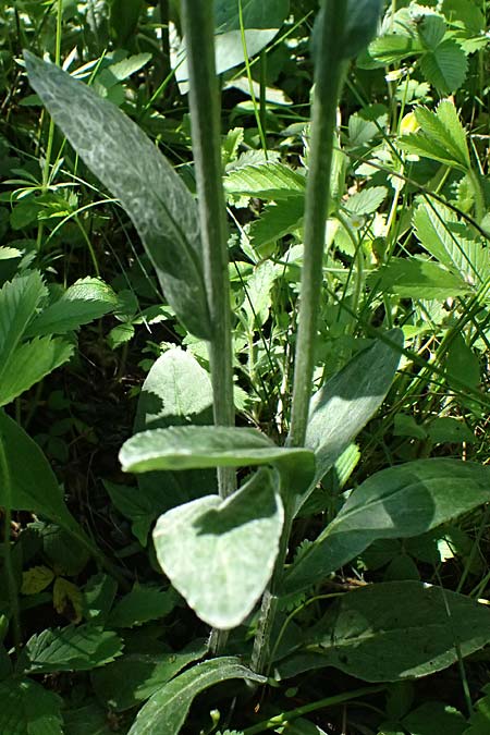 Tephroseris helenitis subsp. helenitis \ Spatelblttriges Greiskraut, Alant-Greiskraut / Helen's Ragwort, A Hainburg 10.5.2025