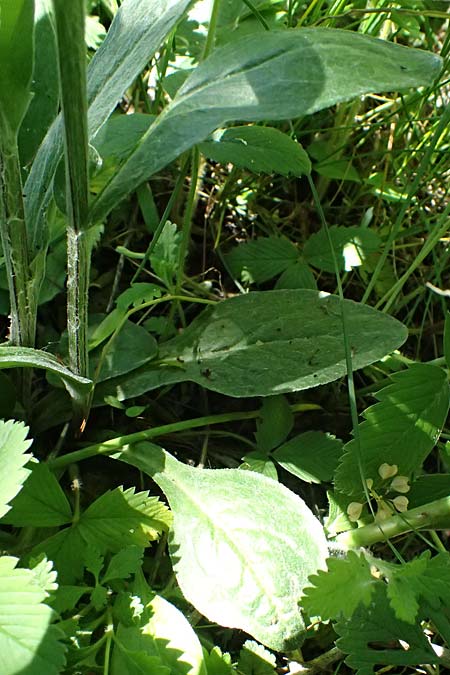 Tephroseris helenitis subsp. helenitis \ Spatelblttriges Greiskraut, Alant-Greiskraut / Helen's Ragwort, A Hainburg 10.5.2025