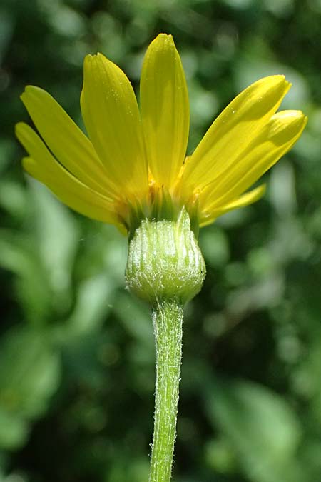 Tephroseris helenitis subsp. helenitis \ Spatelblttriges Greiskraut, Alant-Greiskraut / Helen's Ragwort, A Hainburg 10.5.2025