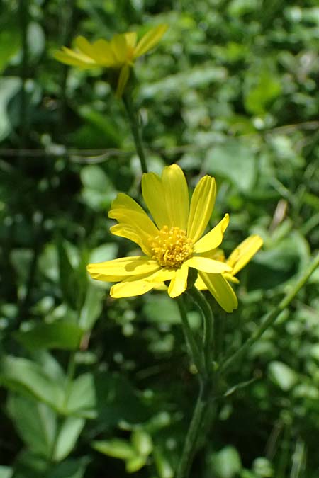 Tephroseris helenitis subsp. helenitis \ Spatelblttriges Greiskraut, Alant-Greiskraut / Helen's Ragwort, A Hainburg 10.5.2025