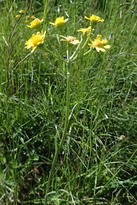Tephroseris helenitis subsp. helenitis \ Spatelblttriges Greiskraut, Alant-Greiskraut / Helen's Ragwort, A Hainburg 10.5.2025