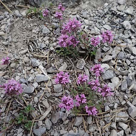 Thymus praecox \ Frhblhender Thymian, Kriech-Quendel / Mother of Thyme, A Bad Vöslau 12.5.2025