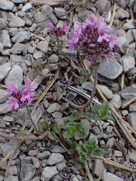 Thymus praecox \ Frhblhender Thymian, Kriech-Quendel / Mother of Thyme, A Bad Vöslau 12.5.2025