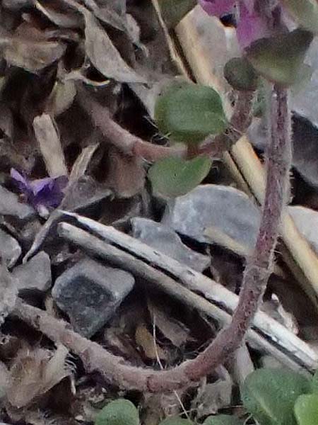 Thymus praecox \ Frhblhender Thymian, Kriech-Quendel / Mother of Thyme, A Bad Vöslau 12.5.2025