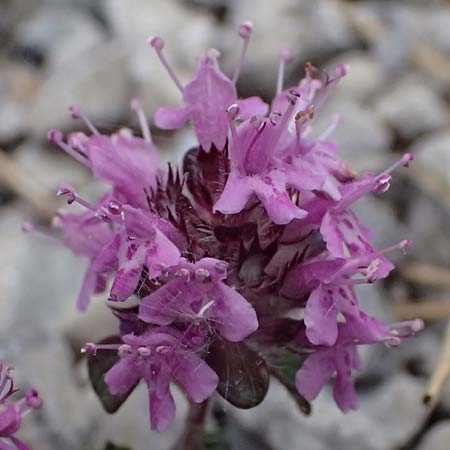 Thymus praecox \ Frhblhender Thymian, Kriech-Quendel / Mother of Thyme, A Bad Vöslau 12.5.2025