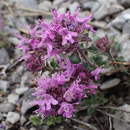 Thymus praecox \ Frhblhender Thymian, Kriech-Quendel / Mother of Thyme, A Bad Vöslau 12.5.2025