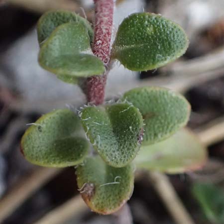 Thymus praecox \ Frhblhender Thymian, Kriech-Quendel / Mother of Thyme, A Bad Vöslau 12.5.2025