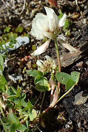 Trifolium hybridum \ Schweden-Klee / Alsike Clover, A Bad Gastein 29.6.2025