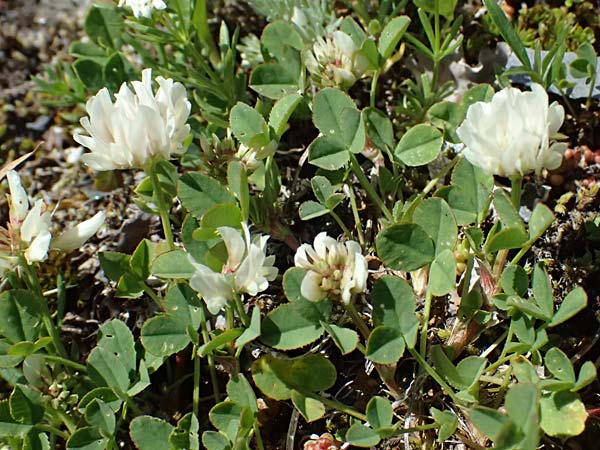 Trifolium hybridum \ Schweden-Klee / Alsike Clover, A Bad Gastein 29.6.2025
