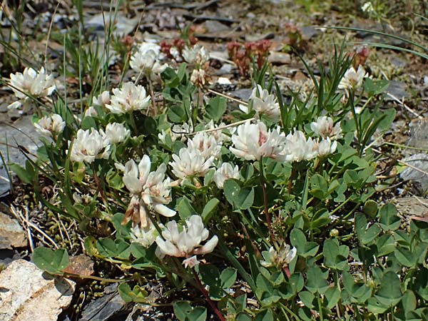 Trifolium hybridum \ Schweden-Klee / Alsike Clover, A Bad Gastein 29.6.2025