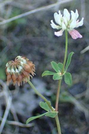 Trifolium hybridum \ Schweden-Klee / Alsike Clover, A Schrems 14.8.2026