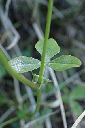 Trifolium hybridum \ Schweden-Klee / Alsike Clover, A Schrems 14.8.2026