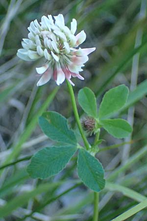 Trifolium hybridum \ Schweden-Klee / Alsike Clover, A Schrems 14.8.2026