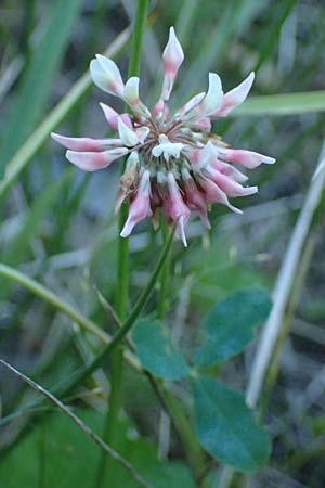 Trifolium hybridum \ Schweden-Klee / Alsike Clover, A Schrems 14.8.2026