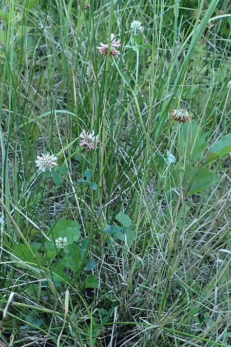 Trifolium hybridum \ Schweden-Klee / Alsike Clover, A Schrems 14.8.2026