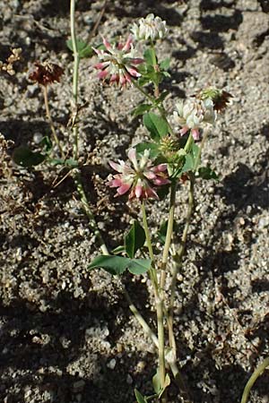 Trifolium hybridum \ Schweden-Klee / Alsike Clover, A Zwettl 14.8.2026