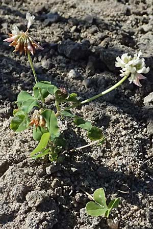 Trifolium hybridum \ Schweden-Klee / Alsike Clover, A Zwettl 14.8.2026