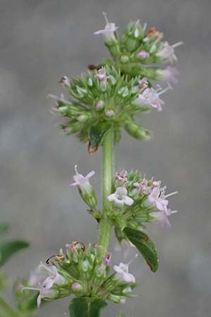 Thymus polytrichus \ Gebirgs-Thymian / Wild Thyme, A Graz 17.8.2026