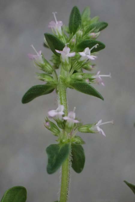 Thymus polytrichus \ Gebirgs-Thymian / Wild Thyme, A Graz 17.8.2026