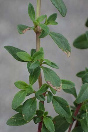 Thymus polytrichus \ Gebirgs-Thymian / Wild Thyme, A Graz 17.8.2026