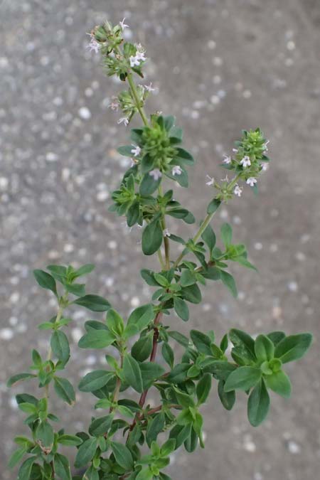Thymus polytrichus \ Gebirgs-Thymian / Wild Thyme, A Graz 17.8.2026