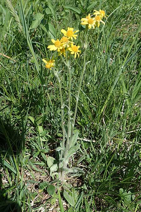 Tephroseris integrifolia \ Steppen-Greiskraut / Field Fleawort, A Hainburg 14.5.2022