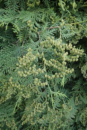Thuja occidentalis \ Abendl&auml;ndischer Lebensbaum, Gew&ouml;hnliche Thuja / Eastern Arbor-Vitae, Northern White-Cedar, A K&auml;rnten/Carinthia, St. Kanzian am Klopeiner See 20.5.2016