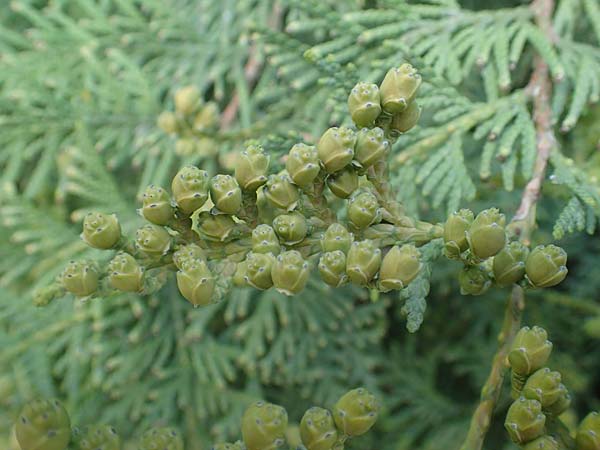 Thuja occidentalis \ Abendl&auml;ndischer Lebensbaum, Gew&ouml;hnliche Thuja / Eastern Arbor-Vitae, Northern White-Cedar, A K&auml;rnten/Carinthia, St. Kanzian am Klopeiner See 20.5.2016