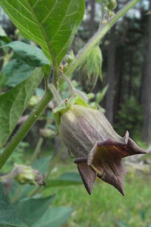 Atropa bella-donna \ Tollkirsche / Deadly Nightshade, A Imst 10.6.2007