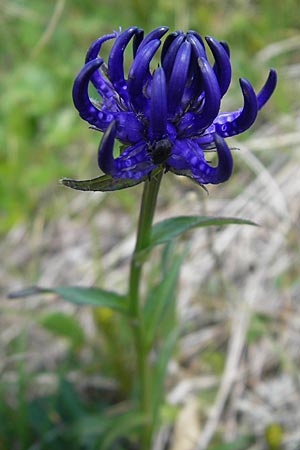 Phyteuma orbiculare \ Kugel-Rapunzel / Round-Headed Rampion, A Trenchtling 3.7.2010