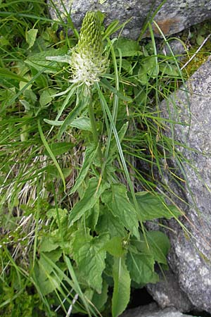 Phyteuma spicatum \ Weie Teufelskralle, hrige Teufelskralle / Spiked Rampion, A Malta - Tal / Valley 19.7.2010