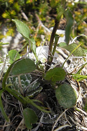 Phyteuma orbiculare \ Kugel-Rapunzel / Round-Headed Rampion, A Dachstein 20.7.2010