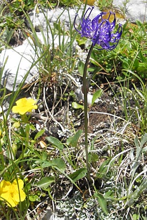 Phyteuma orbiculare \ Kugel-Rapunzel / Round-Headed Rampion, A Dachstein 20.7.2010