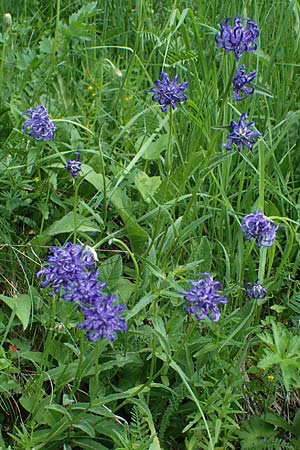 Phyteuma orbiculare \ Kugel-Rapunzel / Round-Headed Rampion, A Pusterwald 29.6.2021