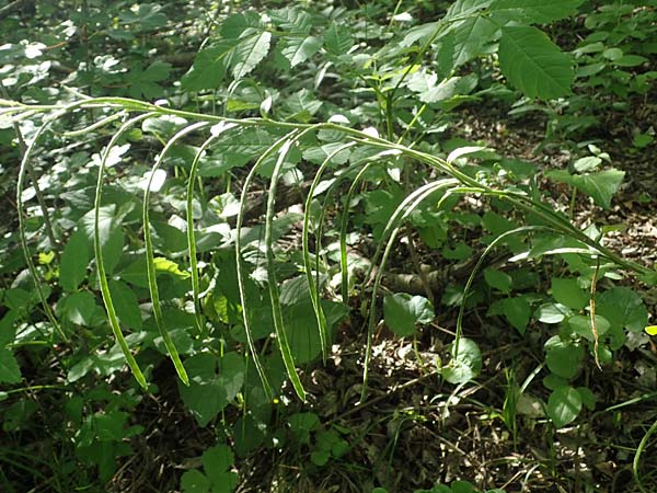 Arabis turrita \ Turm-Gnsekresse / Tower Cress, A Hainburg 14.5.2022