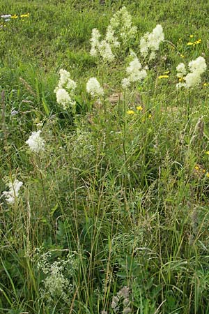 Thalictrum lucidum \ Glnzende Wiesenraute / Shining Meadow-Rue, A Lietzen 4.7.2010