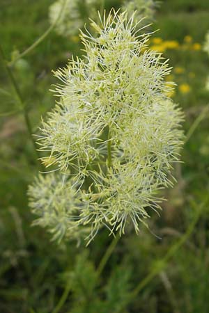 Thalictrum lucidum \ Glnzende Wiesenraute / Shining Meadow-Rue, A Lietzen 4.7.2010