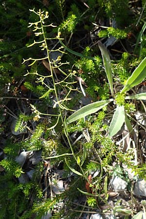 Thesium linophyllon \ Leinblttriger Bergflachs, Mittleres Leinblatt / Bastard Toadflax, A Bad Vöslau 7.7.2023