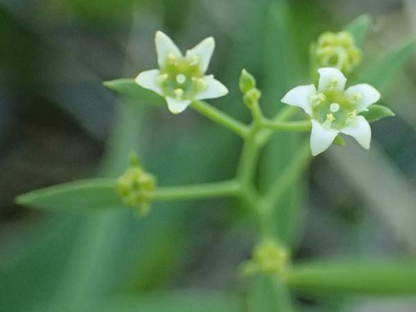 Thesium linophyllon \ Leinblttriger Bergflachs, Mittleres Leinblatt / Bastard Toadflax, A Bad Vöslau 7.7.2023