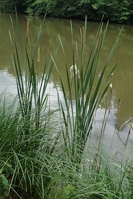 Typha latifolia \ Breitbl�ttriger Rohrkolben / Greater Bulrush, Cattail, Reedmace, A Sankt Martin im Sulmtal 17.6.2026