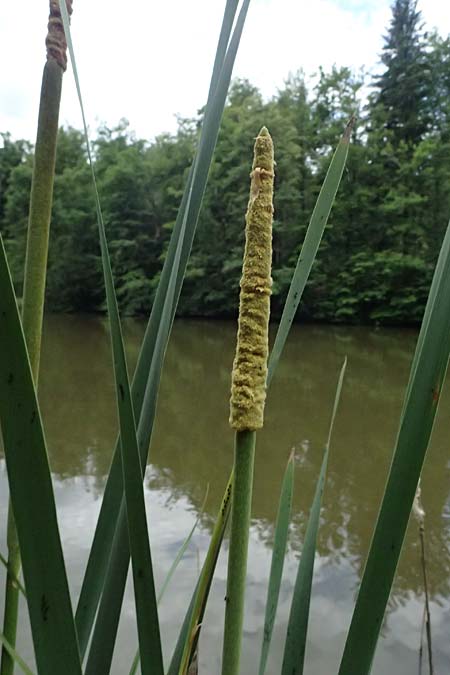 Typha latifolia \ Breitbl�ttriger Rohrkolben / Greater Bulrush, Cattail, Reedmace, A Sankt Martin im Sulmtal 17.6.2026