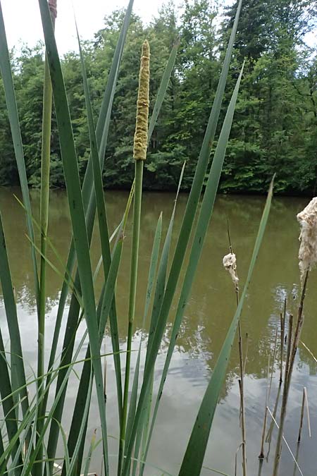 Typha latifolia \ Breitbl�ttriger Rohrkolben / Greater Bulrush, Cattail, Reedmace, A Sankt Martin im Sulmtal 17.6.2026
