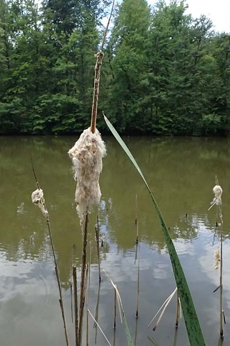 Typha latifolia \ Breitbl�ttriger Rohrkolben / Greater Bulrush, Cattail, Reedmace, A Sankt Martin im Sulmtal 17.6.2026
