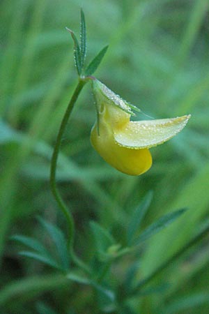 Lotus maritimus \ Gelbe Spargelerbse / Dragon's-Teeth, A Klaus 13.7.2007