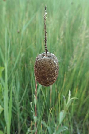 Typha minima \ Zwerg-Rohrkolben / Dwarf Bulrush, Miniature Cattail, A Bregenz 10.7.2015